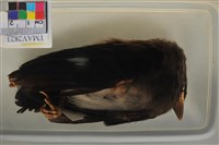 藏品(樹鵲)的圖片